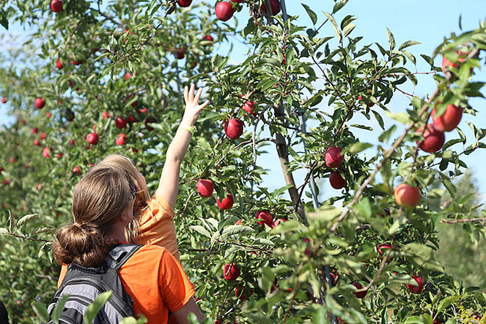 Apple picking near Chicago