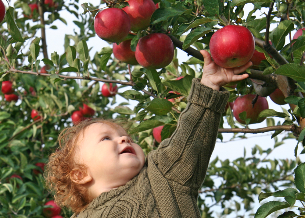 Apple Picking near Los Angeles: Best Orchards for Apple Picking with Kids Nothing says fall like apple picking, and believe it or not, there's great apple picking near LA!