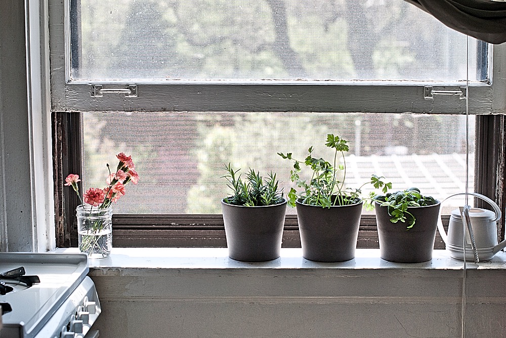 My Apartment Garden: How to Grow an Indoor Herb or Vegetable Garden Photo courtesy of Rebecca Simms via CC BY-NC-ND-2.o