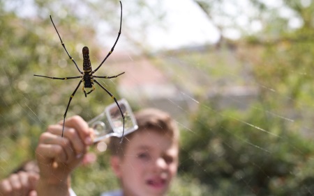 Spider Pavilion