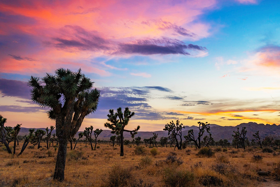 Visit National Parks in 2025 on Free National Park Entrance Days: Yellowstone, Zion, Acadia, and More Visit Joshua Tree National Park on one of the free admission days!