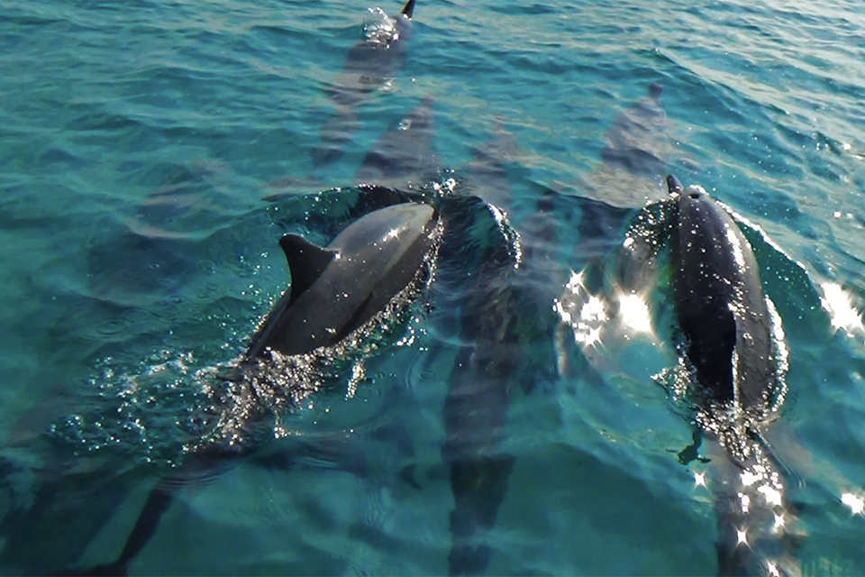 Dolphins : The Maldives