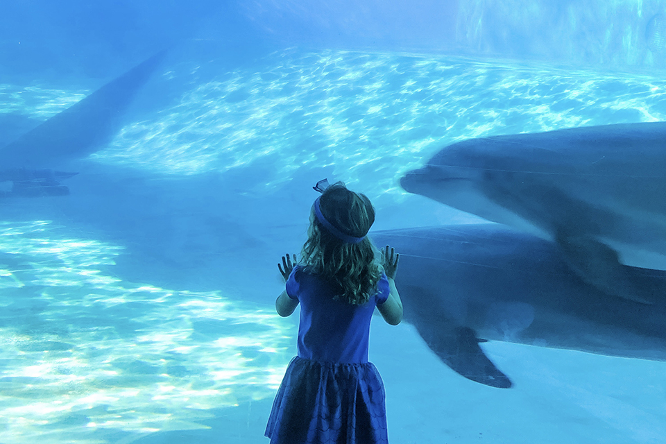Preschoolers explore the wonders of the seas at SeaWorld Orlando.