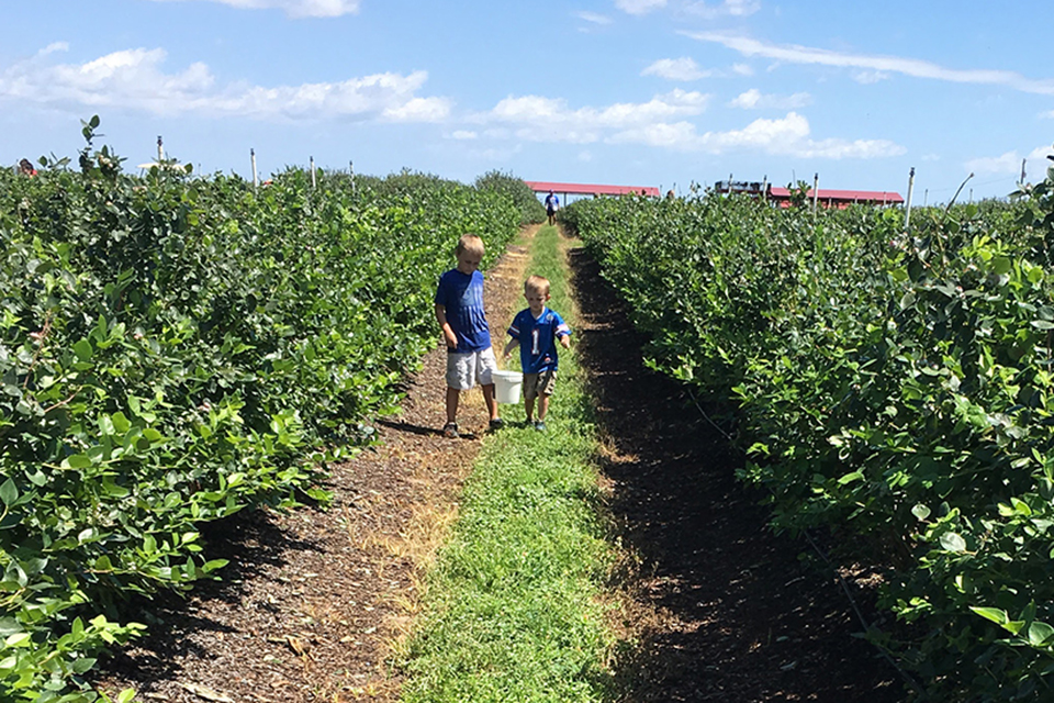 Southern Hill Farms. orlando blueberry farms