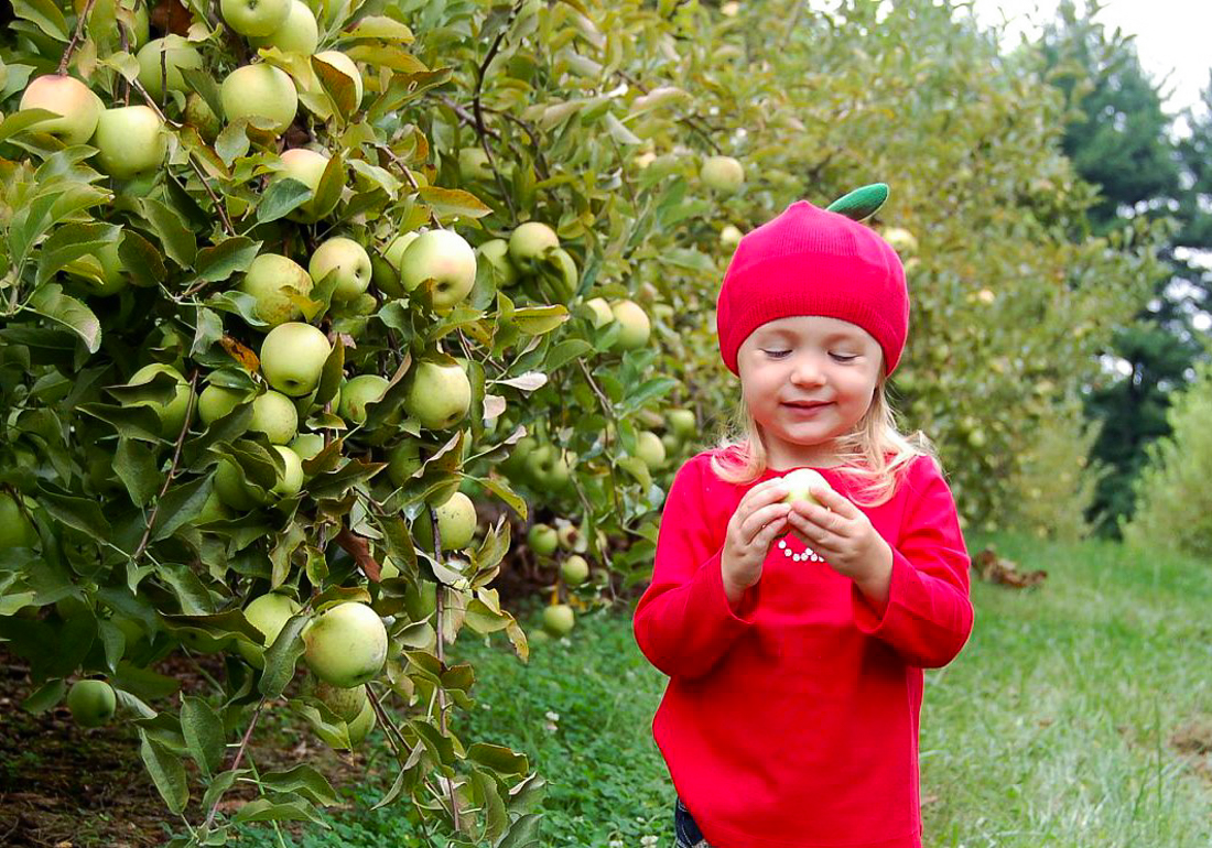 Apple Picking Near DC in 2025: Best Apple Farms and Apple Festivals for Kids Kids of all ages enjoy apple picking and chomping on an apple right off the tree. Photo courtesy of Butler's Orchard